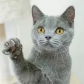 ブリティッシュショートヘア