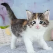 ノルウェージャンフォレストキャット