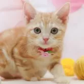 アメリカンショートヘア