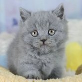 ブリティッシュショートヘア