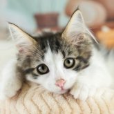 ノルウェージャンフォレストキャット