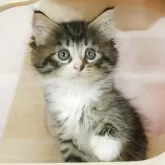 ノルウェージャンフォレストキャット