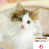ノルウェージャンフォレストキャット