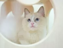 ラグドール【埼玉県・男の子・2025年9月28日・ブルーポイントバイカラー】の写真3「💉健康診断実施済み💉毎週専属の獣医師がネコちゃんの体調チェックをしています」