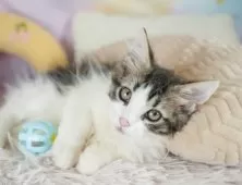 ノルウェージャンフォレストキャット【埼玉県・男の子・2025年7月1日・ブラウンタビー&ホワイト】の写真3「💉健康診断実施済み💉毎週専属の獣医師がネコちゃんの体調チェックをしています」