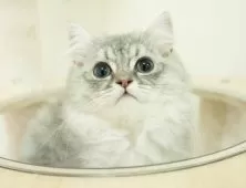 ミヌエット(長足)【埼玉県・男の子・2025年8月26日・シルバータビー】の写真3「💉健康診断実施済み💉毎週専属の獣医師がネコちゃんの体調チェックをしています」