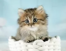 ミヌエット(短足)【埼玉県・女の子・2025年9月6日・ブラウンタビー】の写真2「💉健康診断実施済み💉毎週専属の獣医師がネコちゃんの体調チェックをしています」