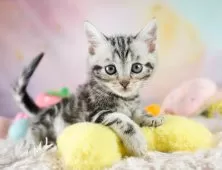 マンチカン(長足)【埼玉県・男の子・2025年9月10日・シルバータビー】の写真2「💉健康診断実施済み💉毎週専属の獣医師がネコちゃんの体調チェックをしています」