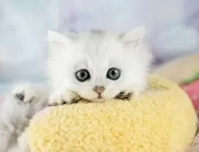 ミヌエット(短足)【埼玉県・女の子・2025年9月6日・チンチラシルバー】の写真2「💉健康診断実施済み💉毎週専属の獣医師がネコちゃんの体調チェックをしています」