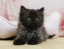 ミヌエット(長足)【埼玉県・男の子・2025年6月26日・ブラックスモーク】の写真2「💉健康診断実施済み💉毎週専属の獣医師がネコちゃんの体調チェックをしています」