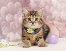 ミヌエット(長足)【埼玉県・男の子・2025年11月2日・ブラウンタビー】の写真3「💉健康診断実施済み💉毎週専属の獣医師がネコちゃんの体調チェックをしています」