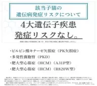 ミヌエット(長足)【埼玉県・男の子・2025年6月26日・ブラックスモーク】の写真3「親猫遺伝子検査済み✨」