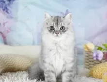 ミヌエット(長足)【埼玉県・男の子・2025年8月26日・シルバータビー】の写真4「🌟総額表示🌟接種済ワクチン代・マイクロチップ代・健康診断料込」