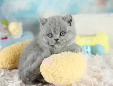 ブリティッシュショートヘア【埼玉県・女の子・2025年9月11日・ブルー】の写真4「🌟総額表示🌟接種済ワクチン代・マイクロチップ代・健康診断料込」