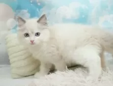 ラグドール【埼玉県・男の子・2025年6月4日・ブルーポイントバイカラー】の写真5「🚗アクセス良好！南桜井駅から徒歩8分🚃駐車場があるので車でも大丈夫🚙」