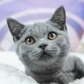 マンチカン(短足)【埼玉県・男の子・2025年4月24日・ブルー】の写真4「🌟総額表示🌟接種済ワクチン代・マイクロチップ代・健康診断料込」