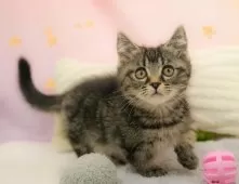 マンチカン(短足)【埼玉県・男の子・2025年9月7日・ブラウンタビー】の写真4「🌟総額表示🌟接種済ワクチン代・マイクロチップ代・健康診断料込」