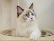 ラグドール【埼玉県・女の子・2025年6月29日・シールポイントバイカラー】の写真4「🌟総額表示🌟接種済ワクチン代・マイクロチップ代・健康診断料込」