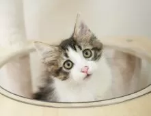 ノルウェージャンフォレストキャット【埼玉県・男の子・2025年7月1日・ブラウンタビー&ホワイト】の写真5「🌟総額表示🌟接種済ワクチン代・マイクロチップ代・健康診断料込」