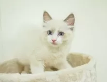 ラグドール【埼玉県・男の子・2025年6月4日・ブルーポイントバイカラー】の写真5「🚗アクセス良好！南桜井駅から徒歩8分🚃駐車場があるので車でも大丈夫🚙」