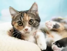 マンチカン(短足)【埼玉県・女の子・2025年8月31日・キャリコ】の写真4「🌟総額表示🌟接種済ワクチン代・マイクロチップ代・健康診断料込」