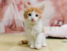 ノルウェージャンフォレストキャット【埼玉県・男の子・2025年6月25日・レッドタビー&ホワイト】の写真4「🌟総額表示🌟接種済ワクチン代・マイクロチップ代・健康診断料込」