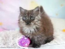 ミヌエット(短足)【埼玉県・女の子・2025年7月5日・シルバータビー】の写真4「🌟総額表示🌟接種済ワクチン代・マイクロチップ代・健康診断料込」