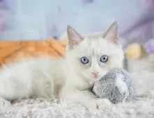 ラグドール【埼玉県・男の子・2025年9月28日・ブルーポイントバイカラー】の写真6「🚗アクセス良好！南桜井駅から徒歩8分🚃駐車場があるので車でも大丈夫🚙」