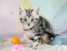 マンチカン(長足)【埼玉県・男の子・2025年9月10日・シルバータビー】の写真5「🚗アクセス良好！南桜井駅から徒歩8分🚃駐車場があるので車でも大丈夫🚙」