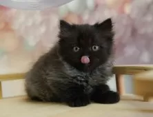 ミヌエット(長足)【埼玉県・男の子・2025年6月26日・ブラックスモーク】の写真5「🚗アクセス良好！南桜井駅から徒歩8分🚃駐車場があるので車でも大丈夫🚙」