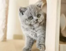 ブリティッシュショートヘア【埼玉県・女の子・2025年9月11日・ブルー】の写真5「🚗アクセス良好！南桜井駅から徒歩8分🚃駐車場があるので車でも大丈夫🚙」