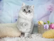 ミヌエット(長足)【埼玉県・男の子・2025年8月26日・シルバータビー】の写真7「🛫遠方の方はオンライン見学も可」