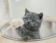 ブリティッシュショートヘア【埼玉県・男の子・2025年9月11日・ブルー】の写真5「🚗アクセス良好！南桜井駅から徒歩8分🚃駐車場があるので車でも大丈夫🚙」