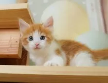 ノルウェージャンフォレストキャット【埼玉県・男の子・2025年6月25日・レッドタビー&ホワイト】の写真5「🚗アクセス良好！南桜井駅から徒歩8分🚃駐車場があるので車でも大丈夫🚙」