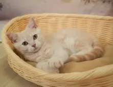 マンチカン(長足)【埼玉県・男の子・2025年4月24日・クリームタビー】の写真5「🚗アクセス良好！南桜井駅から徒歩8分🚃駐車場があるので車でも大丈夫🚙」