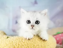 ミヌエット(短足)【埼玉県・女の子・2025年9月6日・チンチラシルバー】の写真5「🚗アクセス良好！南桜井駅から徒歩8分🚃駐車場があるので車でも大丈夫🚙」