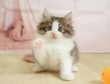 ノルウェージャンフォレストキャット【埼玉県・女の子・2025年5月26日・ブラウンタビー&ホワイト】の写真6「🛫遠方の方はオンライン見学も可」