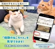 ノルウェージャンフォレストキャット【埼玉県・男の子・2025年7月1日・ブラウンタビー&ホワイト】の写真7「複数頭での見学も可能です！🐱お問い合わせ時に希望の子の「子猫ID」をお伝えください💕」