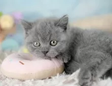 ブリティッシュショートヘア【埼玉県・男の子・2025年9月11日・ブルー】の写真7「🛫遠方の方はオンライン見学も可」