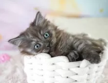 ミヌエット(短足)【埼玉県・女の子・2025年7月5日・シルバータビー】の写真7「🛫遠方の方はオンライン見学も可」