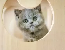 ブリティッシュショートヘア【埼玉県・女の子・2025年9月11日・ブルー】の写真7「🛫遠方の方はオンライン見学も可」