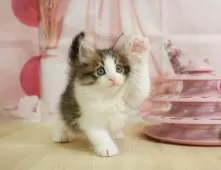 ノルウェージャンフォレストキャット【埼玉県・女の子・2025年5月26日・ブラウンタビー&ホワイト】の写真7「この子を見たいと思った当日でも見学可能です🌟まずはお気軽にご連絡ください📧」