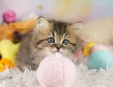 ミヌエット(短足)【埼玉県・女の子・2025年9月6日・ブラウンタビー】の写真7「🛫遠方の方はオンライン見学も可」