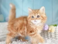 ミヌエット(長足)【埼玉県・女の子・2025年8月28日・レッドタビー】の写真7「🛫遠方の方はオンライン見学も可」