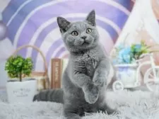 マンチカン(短足)【埼玉県・男の子・2025年4月24日・ブルー】の写真7「🛫遠方の方はオンライン見学も可」