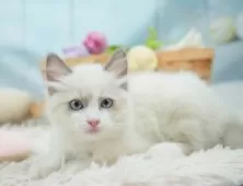 ラグドール【埼玉県・男の子・2025年6月4日・ブルーポイントバイカラー】の写真7「🛫遠方の方はオンライン見学も可」