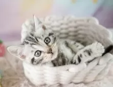 マンチカン(長足)【埼玉県・男の子・2025年9月10日・シルバータビー】の写真7「🛫遠方の方はオンライン見学も可」