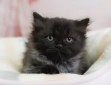 ミヌエット(長足)【埼玉県・男の子・2025年6月26日・ブラックスモーク】の写真7「🛫遠方の方はオンライン見学も可」