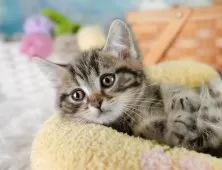 マンチカン(長足)【埼玉県・男の子・2025年9月7日・ブラウンタビー】の写真8「この子を見たいと思った当日でも見学可能です🌟まずはお気軽にご連絡ください📧」