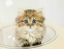 ミヌエット(短足)【埼玉県・女の子・2025年9月6日・ブラウンタビー】の写真8「この子を見たいと思った当日でも見学可能です🌟まずはお気軽にご連絡ください📧」